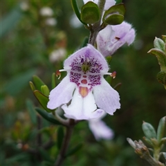 Prostanthera phylicifolia (Spiked Mint-bush) at Snowball, NSW - 27 Nov 2024 by RobG1