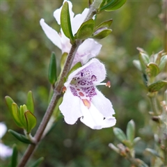 Prostanthera phylicifolia at Snowball, NSW - 27 Nov 2024 12:57 PM