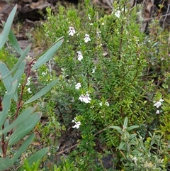 Prostanthera phylicifolia at Snowball, NSW - 27 Nov 2024 12:57 PM