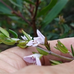 Prostanthera phylicifolia at Snowball, NSW - 27 Nov 2024 12:57 PM