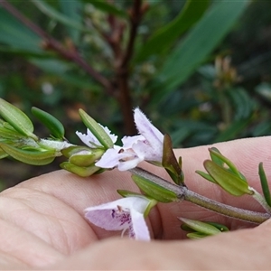 Prostanthera phylicifolia at Snowball, NSW - 27 Nov 2024 12:57 PM