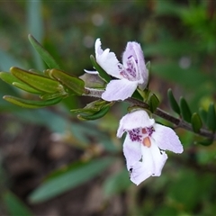 Prostanthera phylicifolia at Snowball, NSW - 27 Nov 2024 12:57 PM