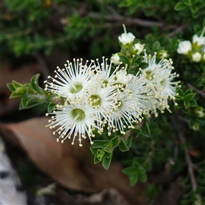 Kunzea badjaensis (Kunzea 'Badja Carpet') at Snowball, NSW - 27 Nov 2024 by RobG1