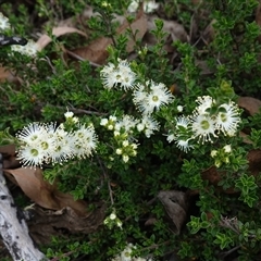 Kunzea badjaensis at Snowball, NSW - 27 Nov 2024 01:03 PM