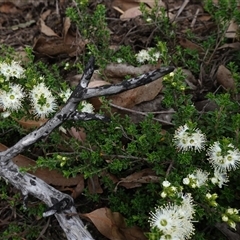 Kunzea badjaensis at Snowball, NSW - 27 Nov 2024 01:03 PM