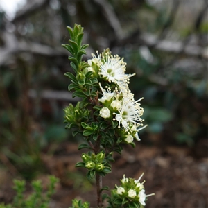 Kunzea badjaensis at Snowball, NSW - 27 Nov 2024 01:03 PM