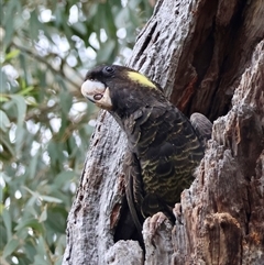 Zanda funerea (Yellow-tailed Black-Cockatoo) at Deakin, ACT - 25 Feb 2025 by LisaH