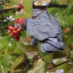 Callocephalon fimbriatum (Gang-gang Cockatoo) at Hughes, ACT - 25 Feb 2025 by LisaH