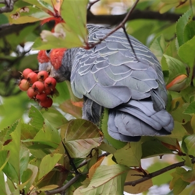 Callocephalon fimbriatum (Gang-gang Cockatoo) at Hughes, ACT - 25 Feb 2025 by LisaH