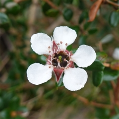 Leptospermum grandifolium at Snowball, NSW - 27 Nov 2024 by RobG1