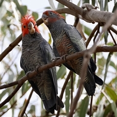 Callocephalon fimbriatum (Gang-gang Cockatoo) at Hughes, ACT - 27 Feb 2025 by LisaH