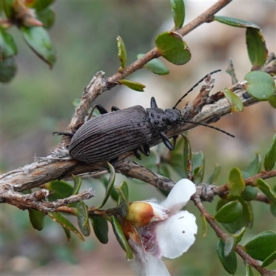 Unidentified Darkling beetle (Tenebrionidae) at Snowball, NSW - 27 Nov 2024 by RobG1