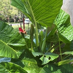 Alocasia brisbanensis (Cunjevoi, Spoon Lily) by Choyster