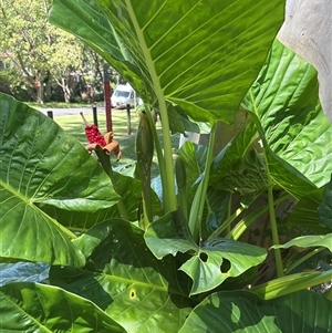 Alocasia brisbanensis (Cunjevoi, Spoon Lily) at Chatswood, NSW - 27 Feb 2025 by Choyster