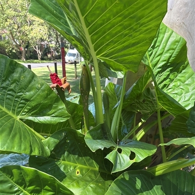 Alocasia brisbanensis (Cunjevoi, Spoon Lily) by Choyster