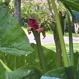 Alocasia brisbanensis at Chatswood, NSW - suppressed