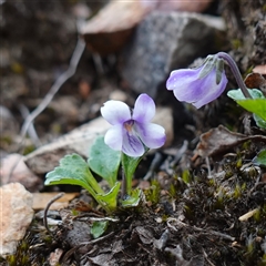 Viola improcera (Dwarf Violet) at Snowball, NSW - 27 Nov 2024 by RobG1