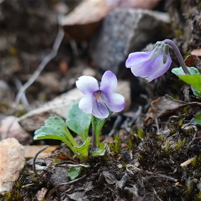 Viola improcera (Dwarf Violet) at Snowball, NSW - 27 Nov 2024 by RobG1