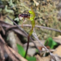 Chiloglottis reflexa (Short-clubbed Wasp Orchid) at Jingera, NSW - 27 Feb 2025 by Csteele4