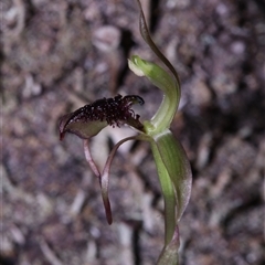 Chiloglottis reflexa at Jingera, NSW - suppressed