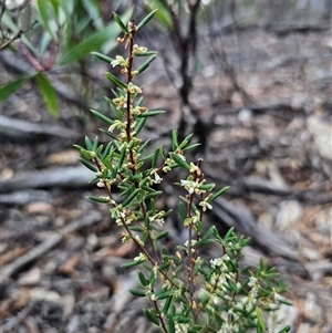 Monotoca scoparia (Broom Heath) at Jingera, NSW - 27 Feb 2025 by Csteele4