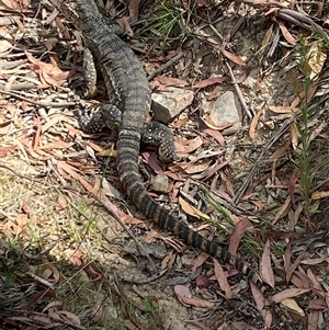 Varanus rosenbergi at Rendezvous Creek, ACT - suppressed