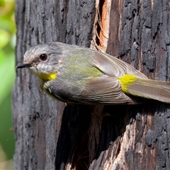 Eopsaltria australis (Eastern Yellow Robin) at Rosedale, NSW - 22 Feb 2025 by jb2602