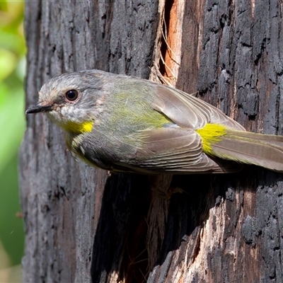 Eopsaltria australis (Eastern Yellow Robin) at Rosedale, NSW - 22 Feb 2025 by jb2602