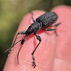 Eurhynchus scabrior (A eurhynchine weevil) at Monga, NSW - 27 Feb 2025 by clarehoneydove