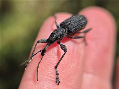 Eurhynchus scabrior (A eurhynchine weevil) at Monga, NSW - 27 Feb 2025 by clarehoneydove