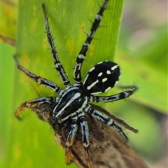 Nyssus coloripes (Spotted Ground Swift Spider) at Monga, NSW - 27 Feb 2025 by clarehoneydove