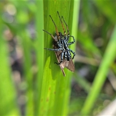 Nyssus coloripes at Monga, NSW - 27 Feb 2025 03:00 PM