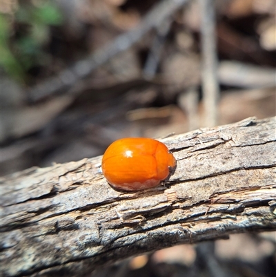 Paropsisterna aequalis (Eucalyptus leaf beetle) at Monga, NSW - 27 Feb 2025 by clarehoneydove