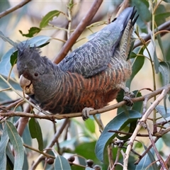 Callocephalon fimbriatum (Gang-gang Cockatoo) at Hughes, ACT - 22 Feb 2025 by LisaH