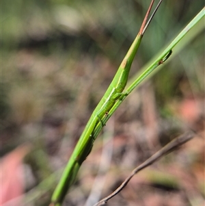 Psednura pedestris at Monga, NSW - Yesterday 02:42 PM