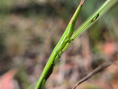 Psednura musgravei (Musgraves Psednura) at Monga, NSW - 27 Feb 2025 by clarehoneydove