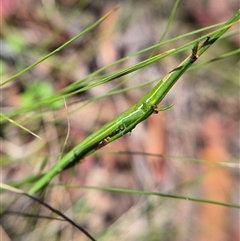 Psednura pedestris at Monga, NSW - Yesterday 02:42 PM