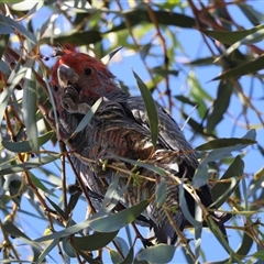 Callocephalon fimbriatum (Gang-gang Cockatoo) at Hughes, ACT - 15 Feb 2025 by LisaH