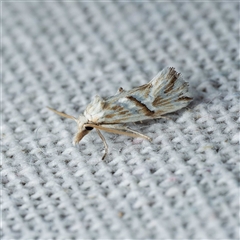 Heliocosma argyroleuca (A tortrix or leafroller moth) at Harrison, ACT - 26 Feb 2025 by DPRees125