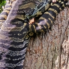 Varanus varius (Lace Monitor) at Kangaroo Valley, NSW - 11 Feb 2025 by Chakola