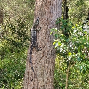 Varanus varius at Kangaroo Valley, NSW - suppressed