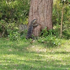 Varanus varius at Kangaroo Valley, NSW - suppressed