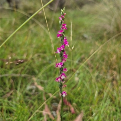 Spiranthes australis (Austral Ladies Tresses) at Monga, NSW - 20 Feb 2025 by clarehoneydove