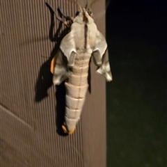 Coequosa australasiae (Double Headed Hawk Moth) at Kangaroo Valley, NSW - 15 Feb 2025 by Chakola