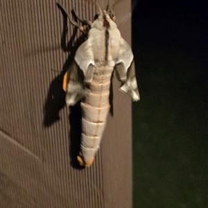 Coequosa australasiae at Kangaroo Valley, NSW - 15 Feb 2025 10:55 PM