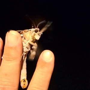 Coequosa australasiae at Kangaroo Valley, NSW - 15 Feb 2025 10:55 PM