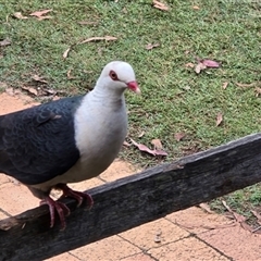 Columba leucomela (White-headed Pigeon) at Kangaroo Valley, NSW - 21 Feb 2025 by Chakola