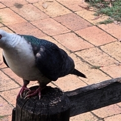 Columba leucomela at Kangaroo Valley, NSW - 21 Feb 2025 07:06 PM