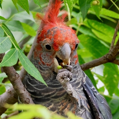 Callocephalon fimbriatum (Gang-gang Cockatoo) at Hughes, ACT - 11 Feb 2025 by LisaH