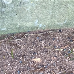 Pseudonaja textilis (Eastern Brown Snake) at Yarralumla, ACT - 21 Feb 2025 by NadiaHJ